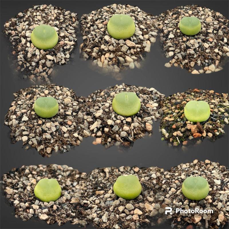 Conophytum Ratum SH1200