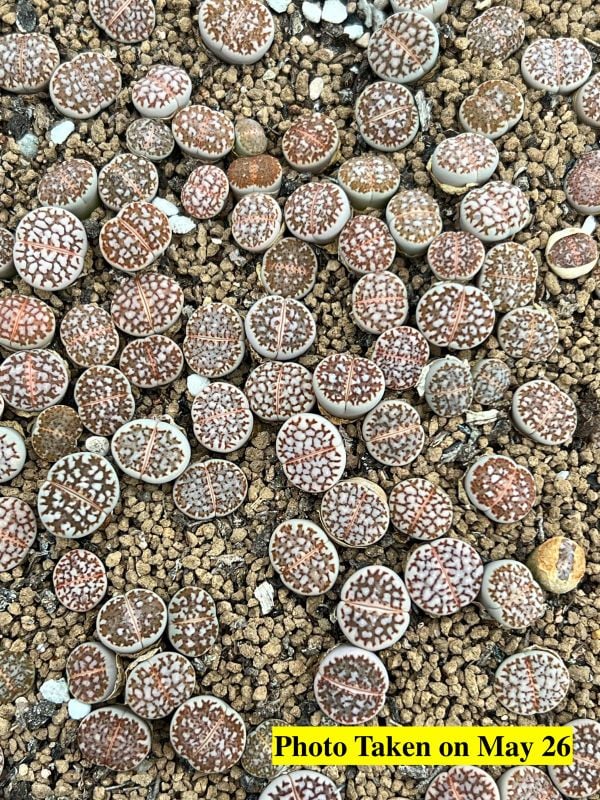 Lithops  julii  ssp. jullii C64