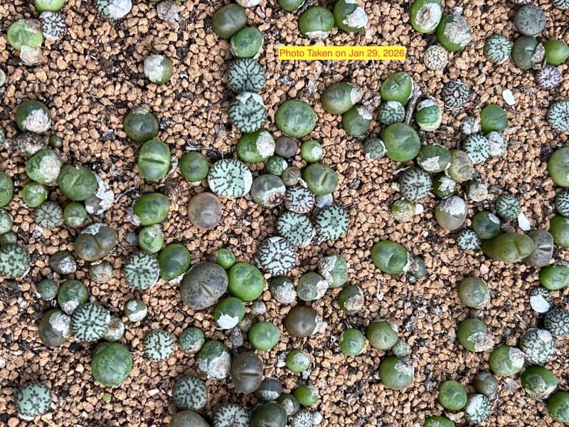 Conophytum maughanii hybrid - mix per piece