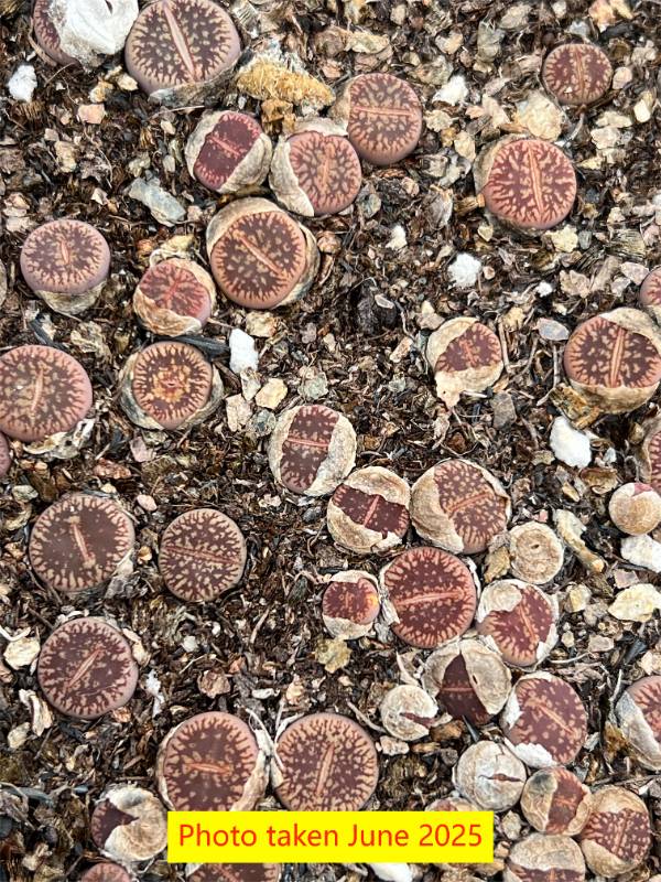 Lithops  aucampiae  ssp. eunicea v. fluminalis C54 S.S (PINK Body)