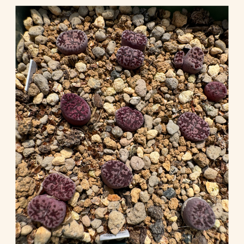 Conophytum C.pellucidum neohallii 'Makin's plum' per pcs