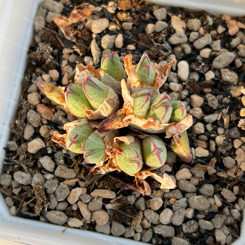 Conophytum Blandum ARM985 - Around 12 heads cluster