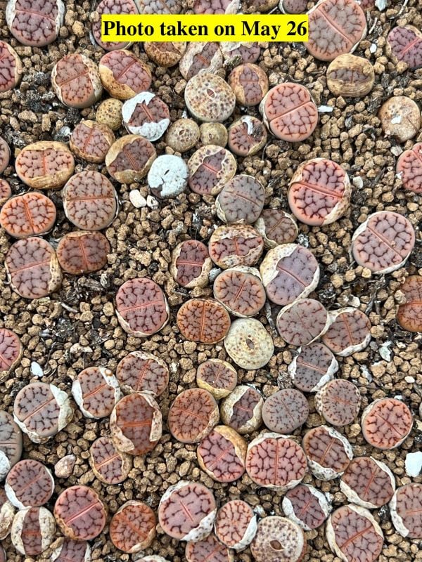 Lithops  pseudotruncatella  ssp. dendritica C357
