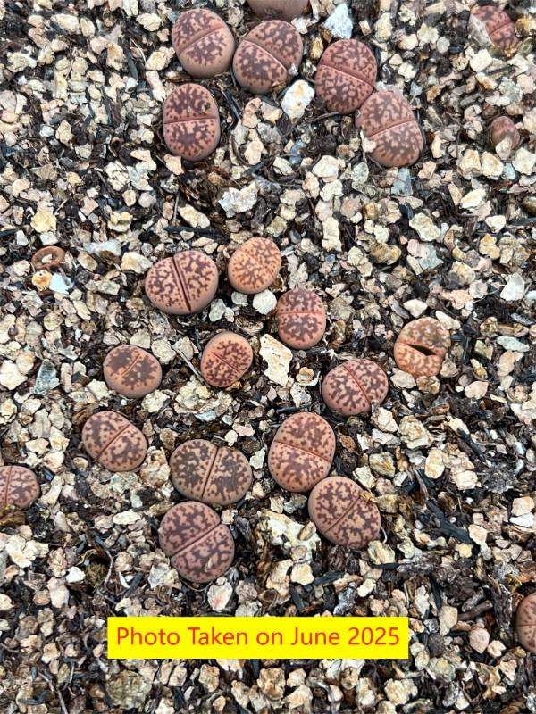 Hanawared' 
Lithops gesinae v. annae 'Hanawared'