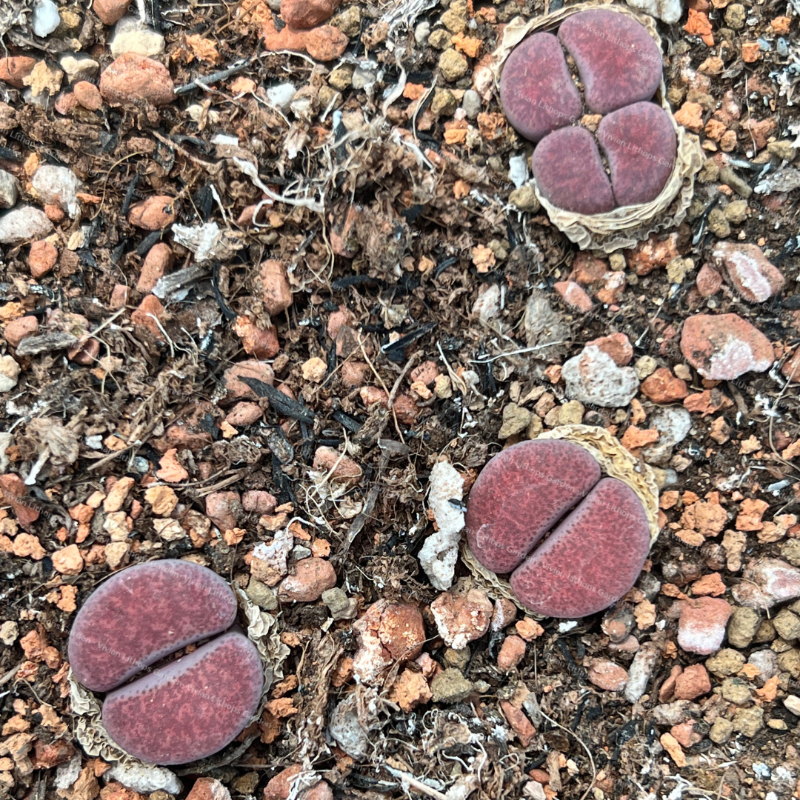 Lithops  terricolor  ' Violetta' per pc