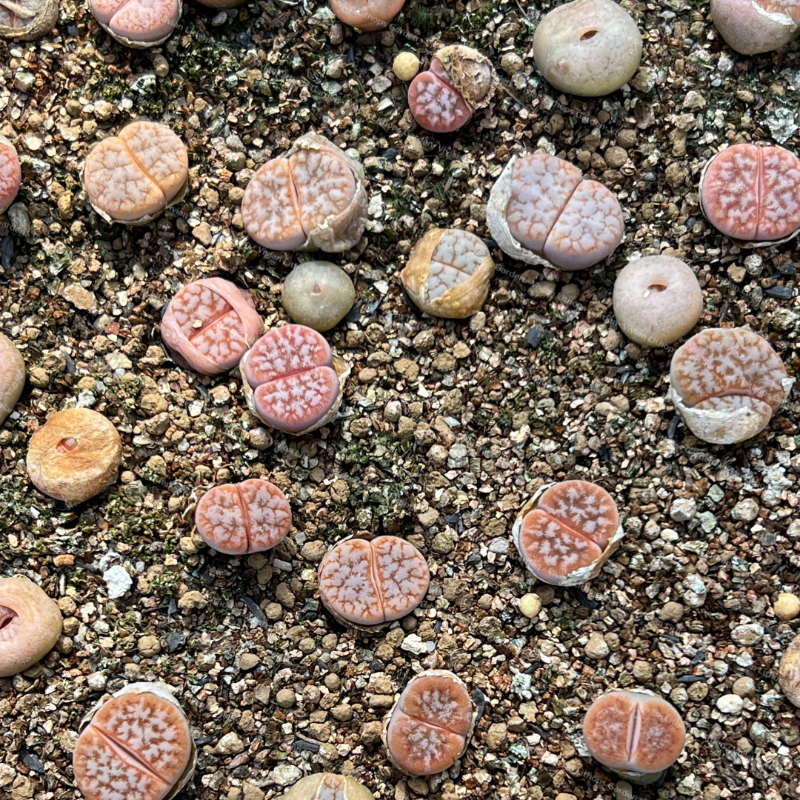 Lithops gracilidelineata v. gracilidelineata ' Cafe au lait ' 1.5 years  C309A per pc