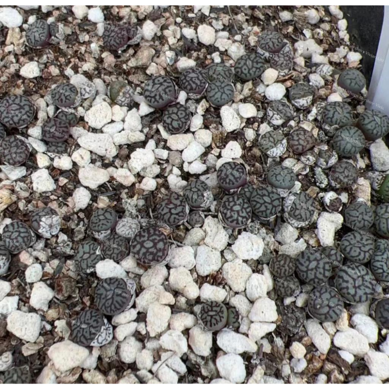 Conophytum Minimum Wittebergense RR714 - per pcs