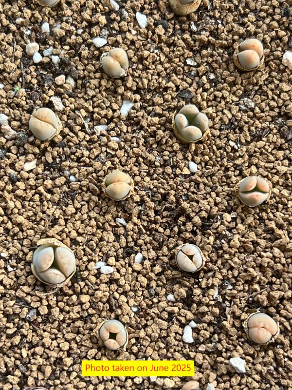 Lithops "White Rabbit"  1.5 years old