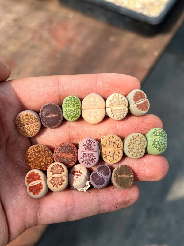 Lithops Lottery - Uncover Nature's Gems in Every Piece!