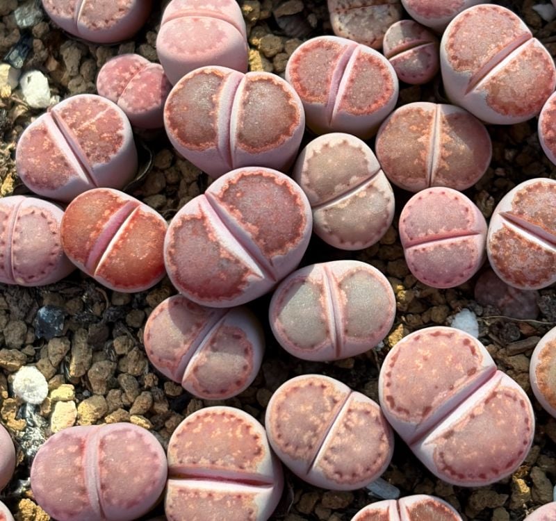 The Royal Purple Gem: Lithops julii ssp. julii (syn. littlewoodii) — Rare Purple Form