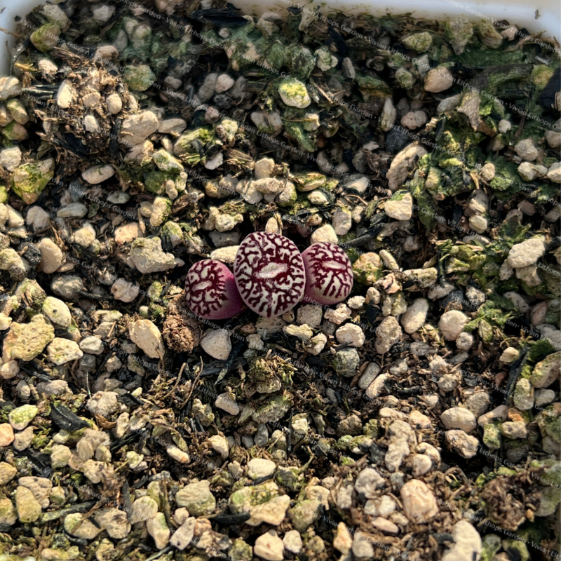 Conophytum Minimum Wittebergense RR714 (3 heads cluster)