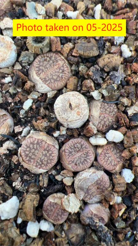 Lithops  aucampiae  ssp. eunicea v. fluminalis C54 S.S (PINK Body)