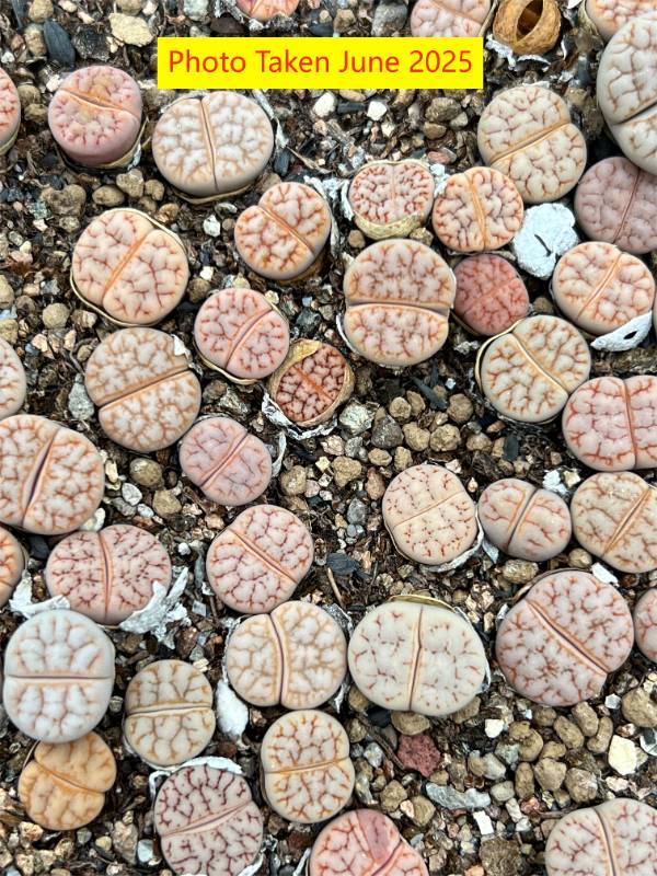 Lithops  gracilidelineata Hybrid ' Cafe au lait X C374