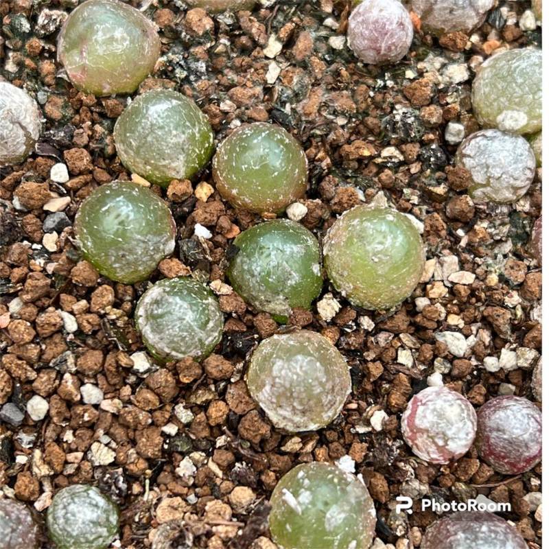 Conophytum burgeri per pc