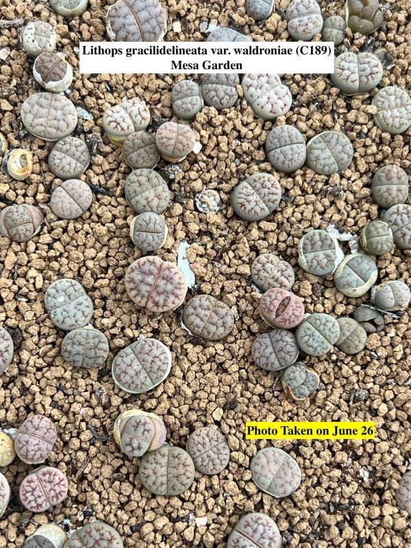 Lithops  gracilidelineata  v. waldroniae C189 (Mesa Garden)