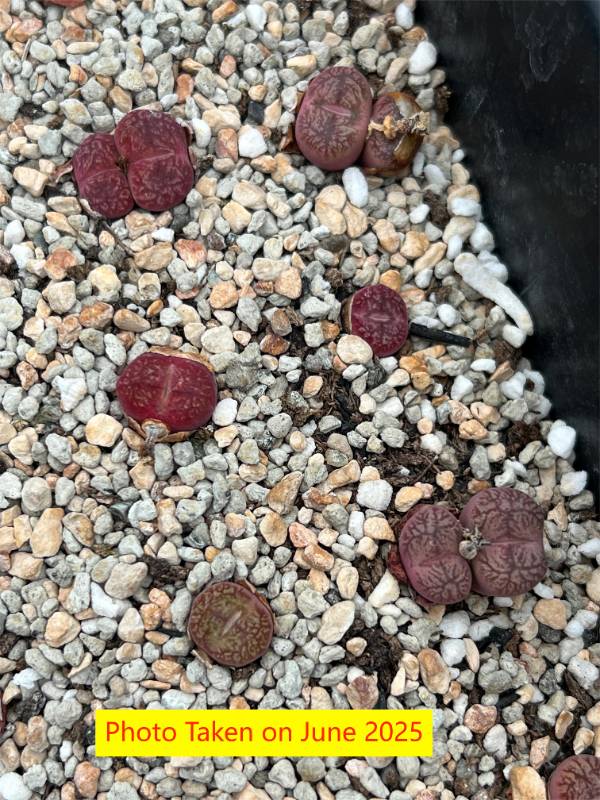 Conophytum Hybrid (Maughanii X ceresianum)