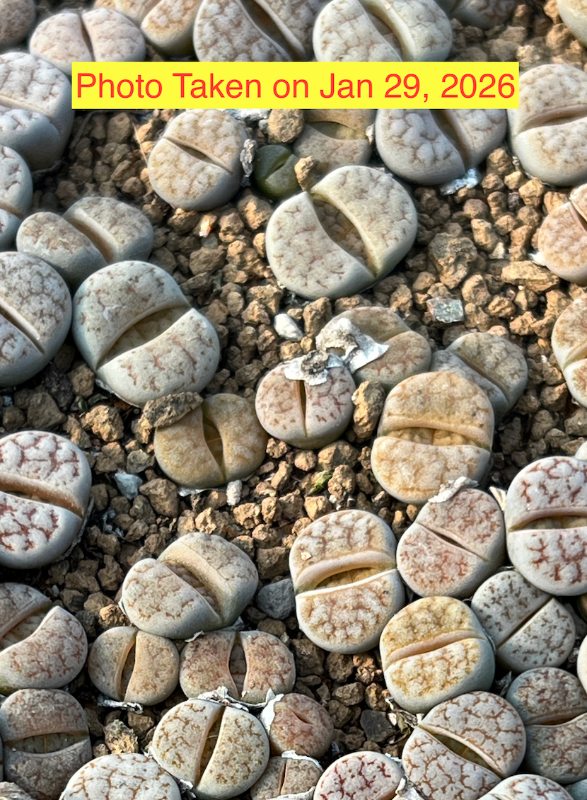 Rare Lithops gracilidelineata (C374) – Desert Gem with Yellow Blooms