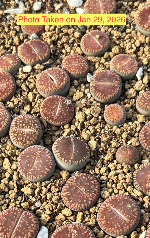 Lithops aucampiae ssp. euniceae v. euniceae (C48)