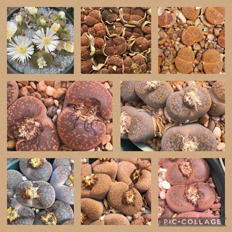 Lithops Aucampiae seed Mix -100 seeds