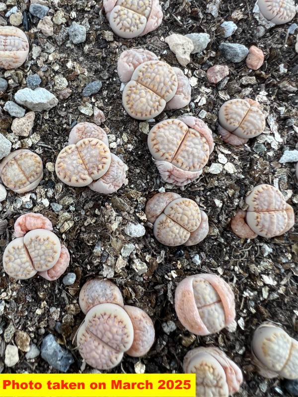 Lithops julii ssp. fulleri v. rouxii (C215) 2.5 years