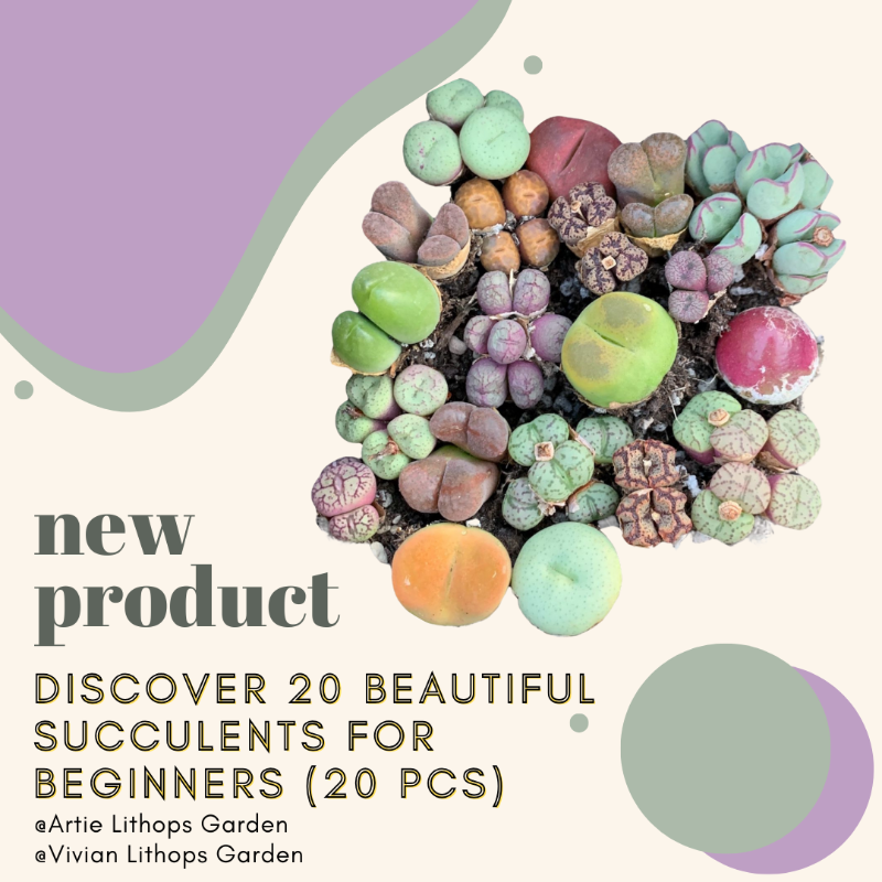 Discover 20 Beautiful Succulents for Beginners (20 pcs)