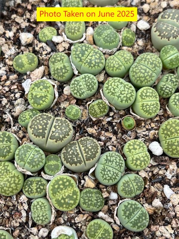 "Fullergreen"   Lithops  julii  ssp. fulleri v. fulleri ' Fullergreen  ' C56A