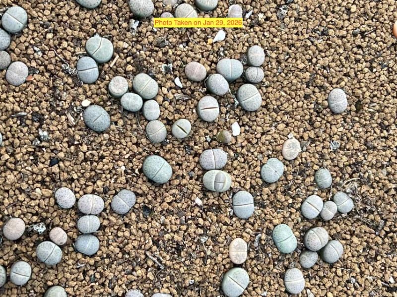 Lithops Amicorum C410 per piece