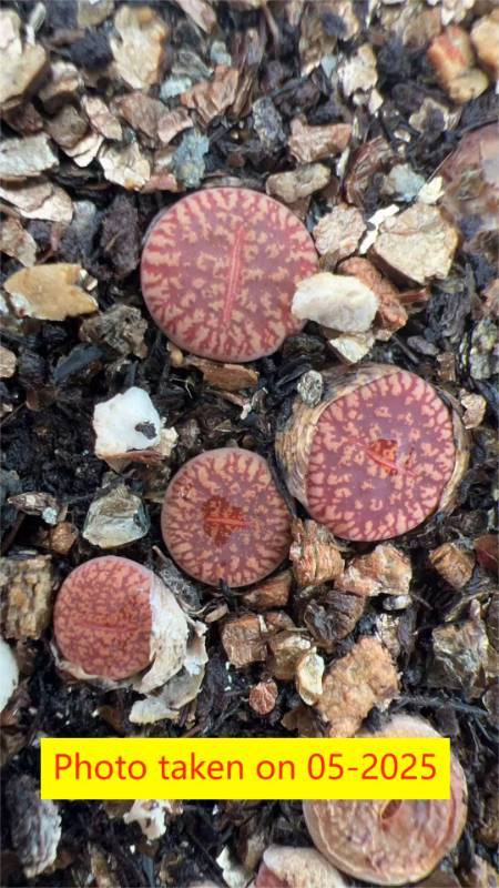 LMP4
L. aucampiae ssp. euniceae v. euniceae
Hopetown