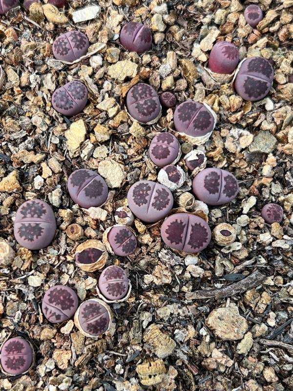 Sato's Violet 紫李