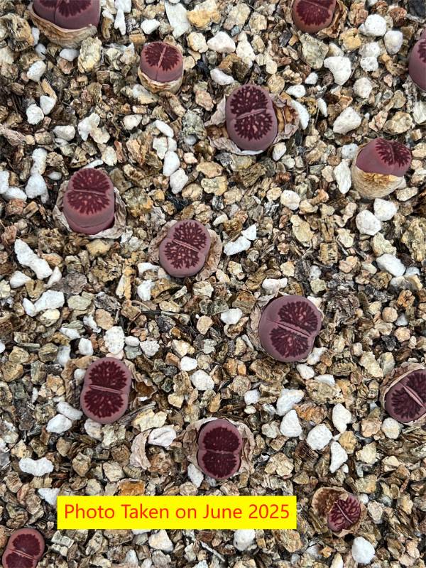Lithops  'Kikukaseki  Purple (BEST SELECTED)