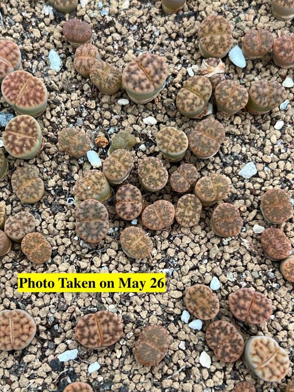 Lithops  karasmontana  v. tischeri C182