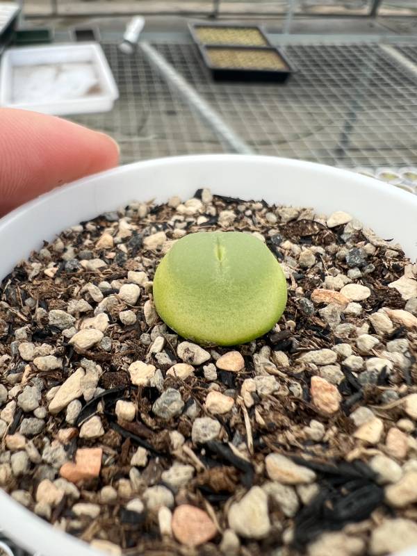 Conophytum Ratum SH1200