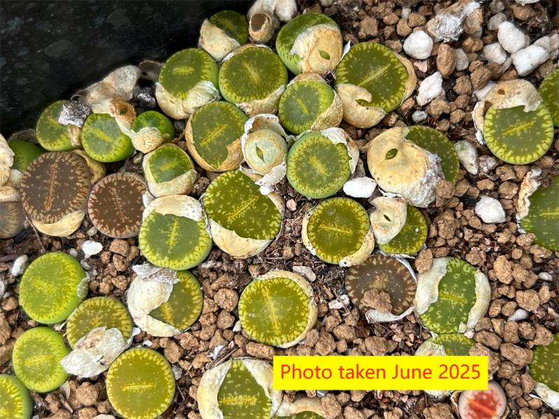" Bellaketty"   Lithops aucampiae  ssp. eunicea v. eunicea ' Bellaketty  ' C48A