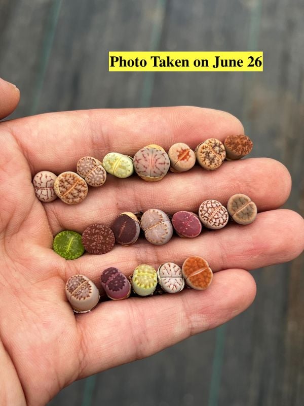🌈 Jewel Box of Living Stones – 20 Lithops Wonders 🌈
