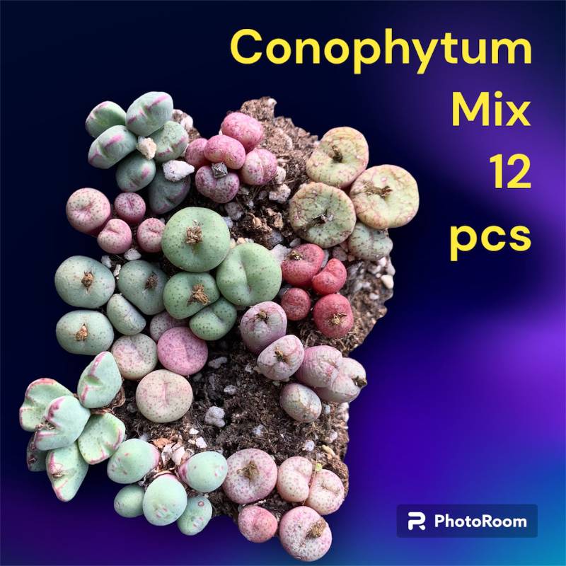 Conophytum Mix cluster set - 12 pcs set or 1 cluster