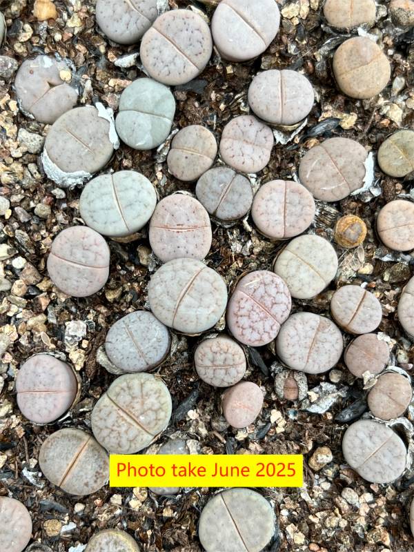 Lithops  pseudotruncatella  ssp. Groendrayensis C244