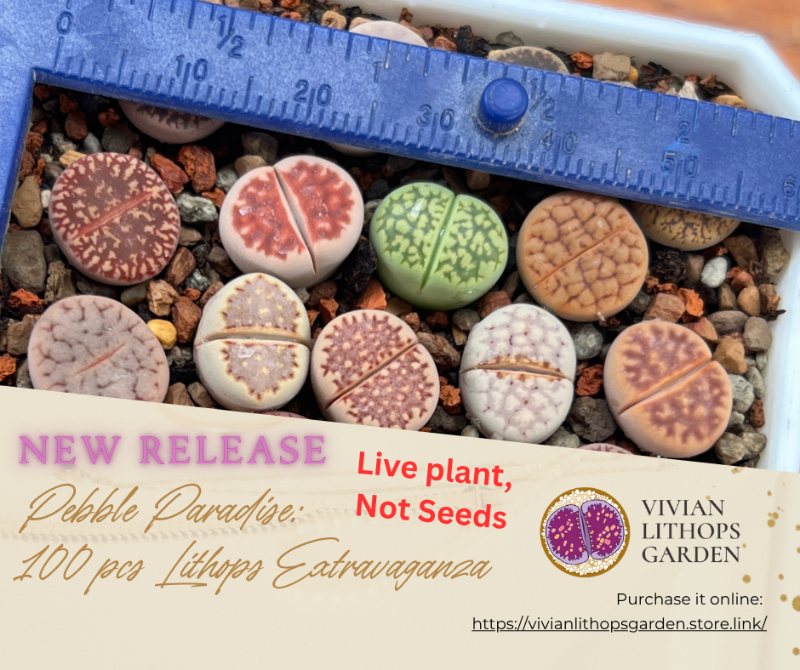Pebble Paradise: 100 pcs Lithops Extravaganza