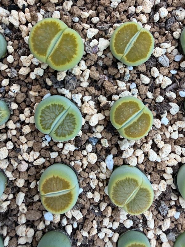 Green Kiku
