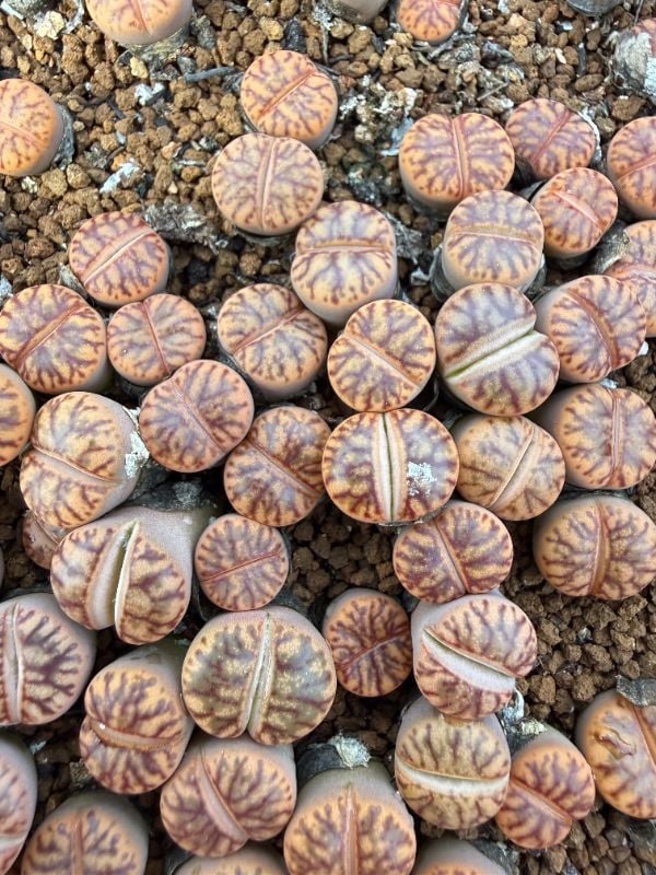 Lithops bromfieldii 'Red Coral'
