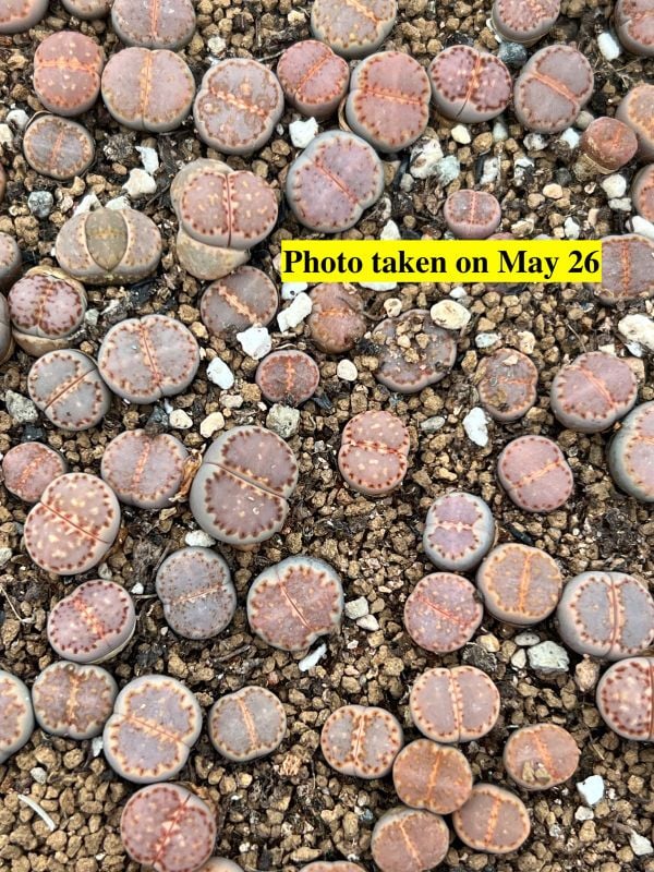 Lithops julii subsp. fulleri 1621.014 （Best Selected）
