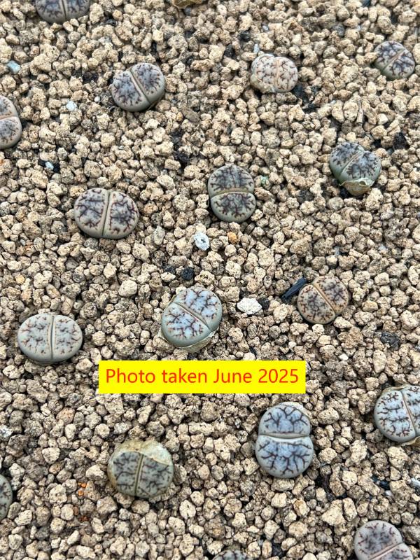 Lithops werneri C188
