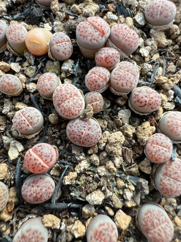 pink verruculosas