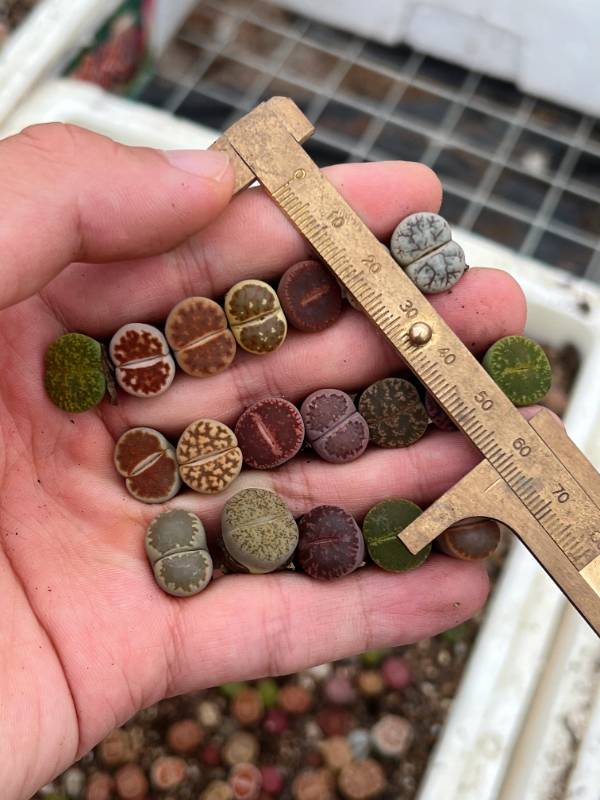 A Rainbow of Rare Lithops - 100 Mixed Succulents at a Steal!