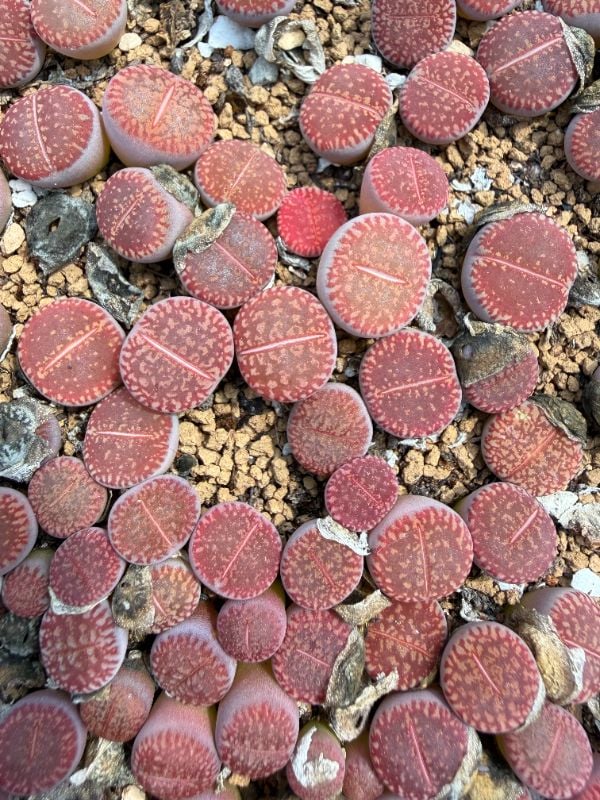 DT C48 L.  aucampiae  ssp. eunicea v. eunicea - BEST SELECTED