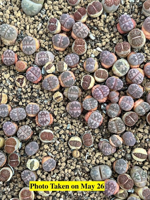 Lithops otzeniana 'Cesky Granat'