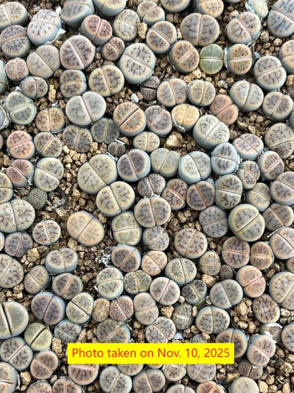 Lithops schwantesii ssp. schwantesii v. marthae C148.