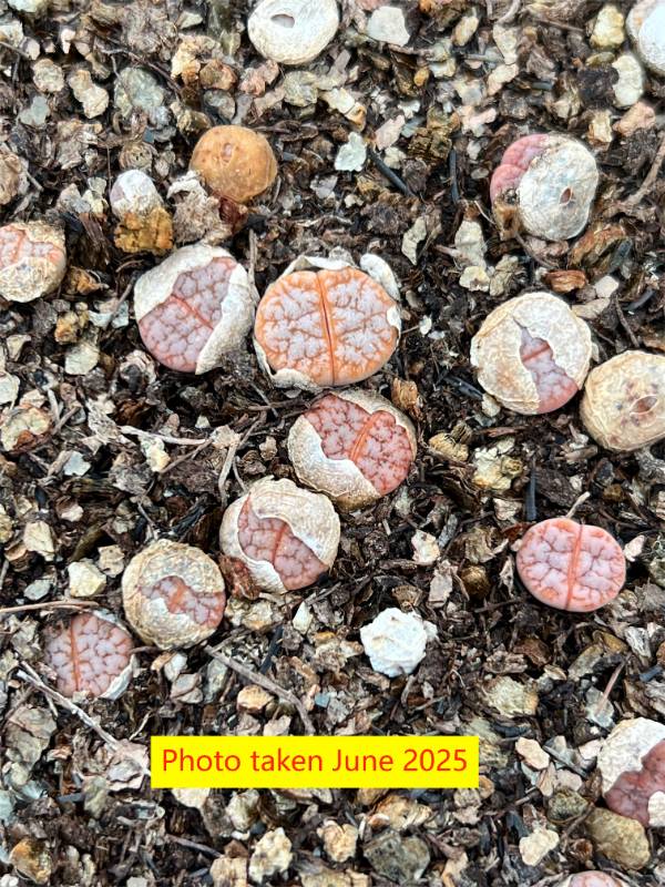 "Cafe au lait" Lithops  gracilidelineata  v. gracilidelineata ' Cafe au lait  '