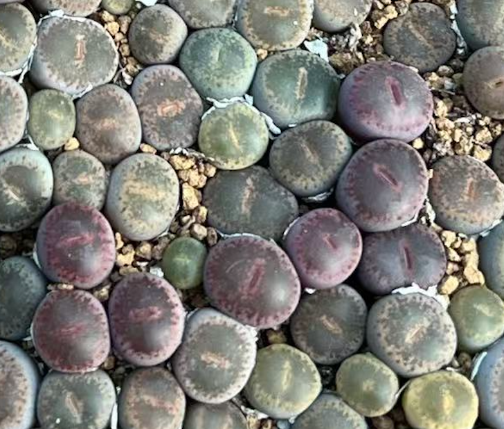 Lithops C153 x Fred's Redhead - per piece