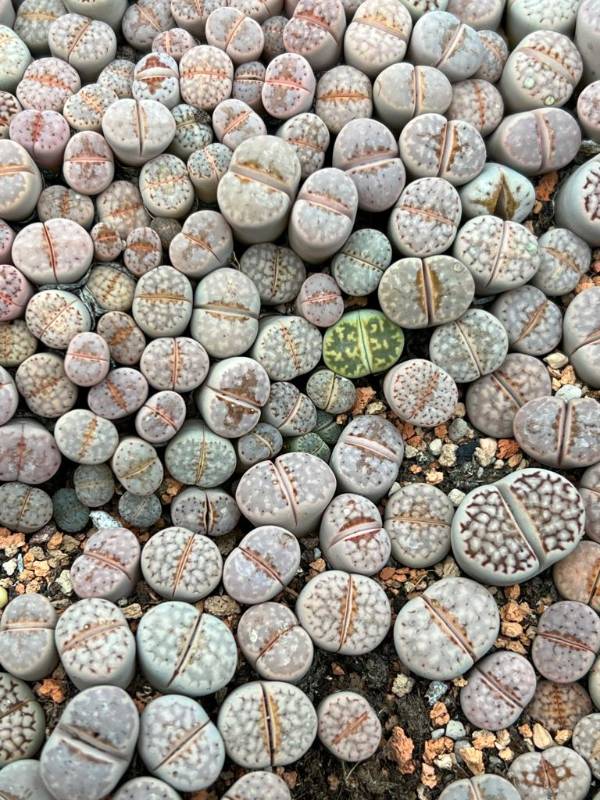 Lithops julii ssp. jullii C63 with lip per head | Discover Rare