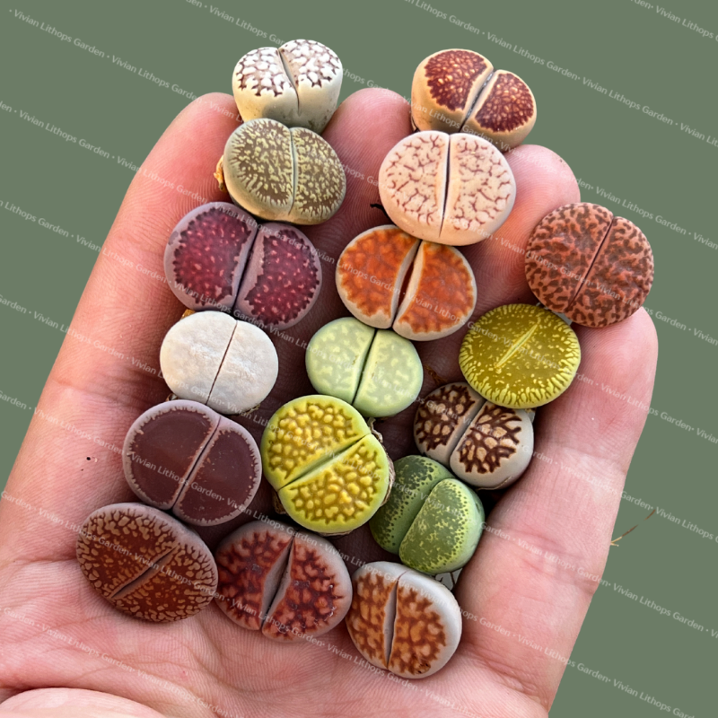 Nature's Living Artworks - buy 50 get 55 pcs , buy 100 get 115 pcs or buy 300 get 330 pcs